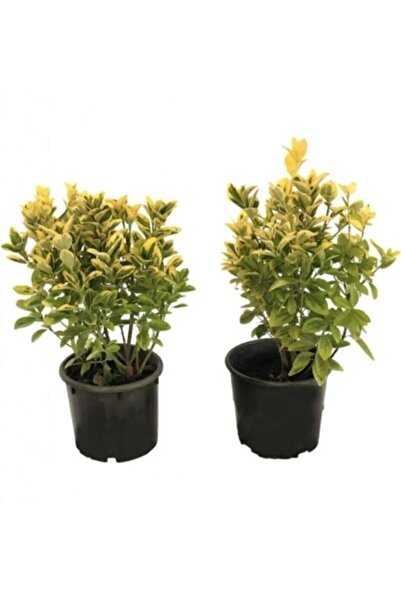 AFYONDOĞAPEYZAJ GOLD (ALTUNI )TAFLAN ÇİT BİTKİSİ TÜPLÜ