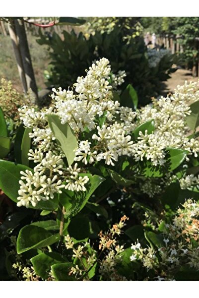 AFYONDOĞAPEYZAJ ÇİT BİTKİSİ LİGUSTURUM ( KURT BAĞRI ) FİDANI TÜPLÜ