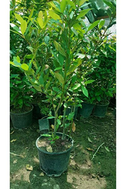 AFYONDOĞAPEYZAJ YOĞUN KOKULU DEFNE ÇALISI 40-60 CM