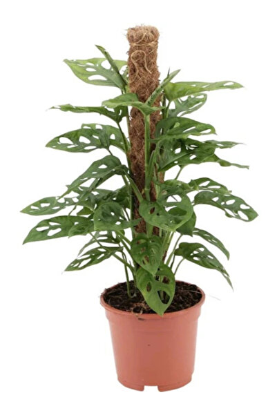 İlkadım Botanik Monstera Monkey Yosun Çubuklu