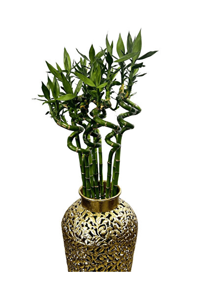 ERNAZ Şans Bambusu (Dracaena Sanderiana) 90-100 cm Boy 3 Adet Dekoratif Bitki