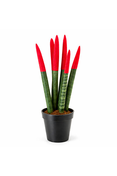 ERNAZ Silindir Paşa Kılıcı (Sansevieria Cylindrica) 1 Adet | Rastgele Renk | ...