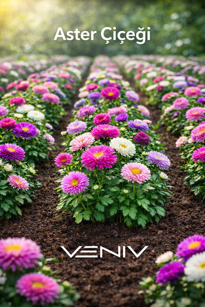 VENİV 10 Adet Aster Çiçeği Tohumu- Aldığınız kadar tohum tek pakette gönderilir