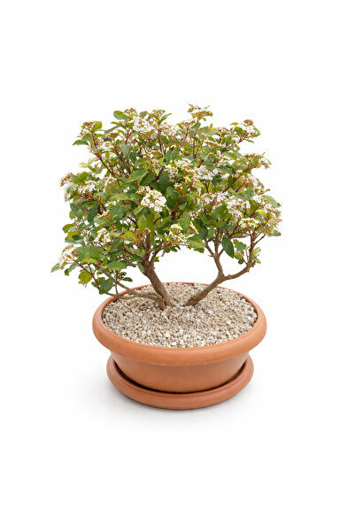 Tunç Botanik BONSAİ TİNUS KARTOPU - ÇİÇEK AÇAN BONSAİ 7 YAŞINDA