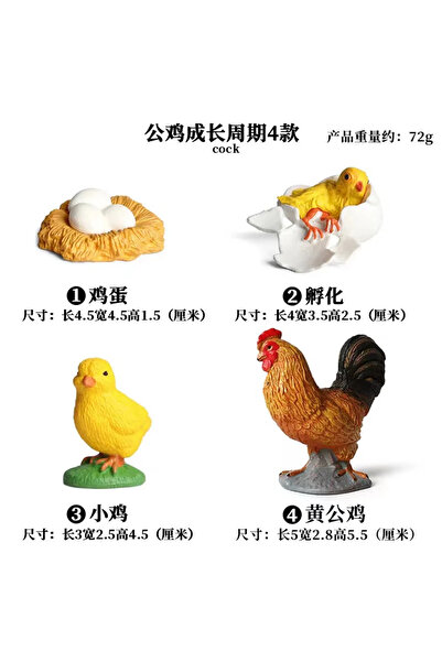 Choice24 4pcs 1 Animal Life Cycle Board Children Toys Montessori Teaching Aid...