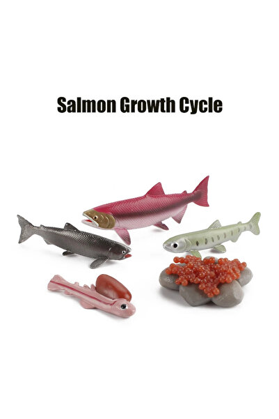 Choice22 Y-5pcs Animal Life Cycle Board Children Toys Montessori Teaching Aid...