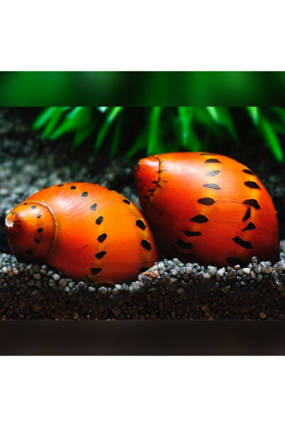 RED SPOTED NERİTE Sal yan goz 2 adet