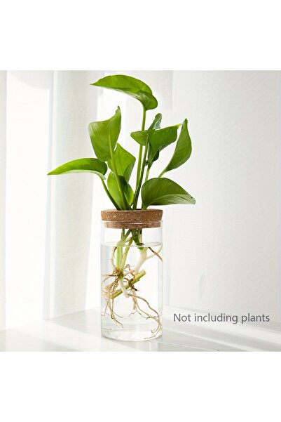 Choice1 6.5 × 12 سم (2.56 × 4.72 بوصة)، قطعة واحدة، مزهرية زجاجية لزراعة النب...