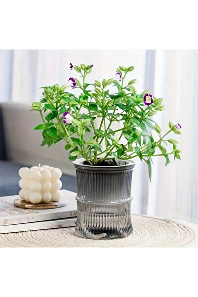 Choice3 Gray Lazy ponic Flower Pot Automatic Water-Absorbing Flowerpot Transp...