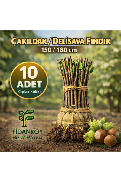 FİDANKÖY Fındık fidanı Çakıldak Delisava 10 adet 150 / 180 cm çıplak köklü