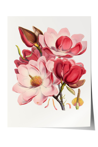 Zestia Poster premium Flori de magnolie în tonuri pastelate Ilustrație artist...