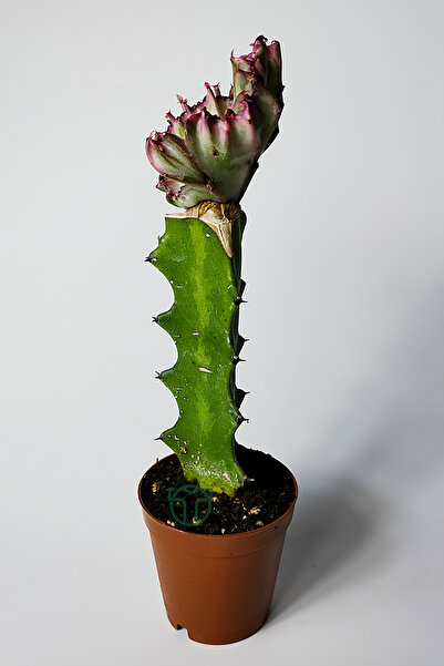 Toptan Kaktüs Euphorbia Lactea Cristata Variegata – Özel Seri Koleksiyon Aşılı