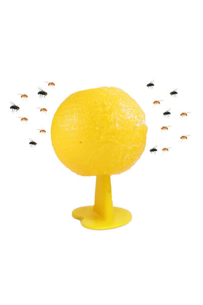 Choice Fruit Fly Trap Killer Fruit Fly Catcher Reusable Fruit Fly Mosquito Tr...