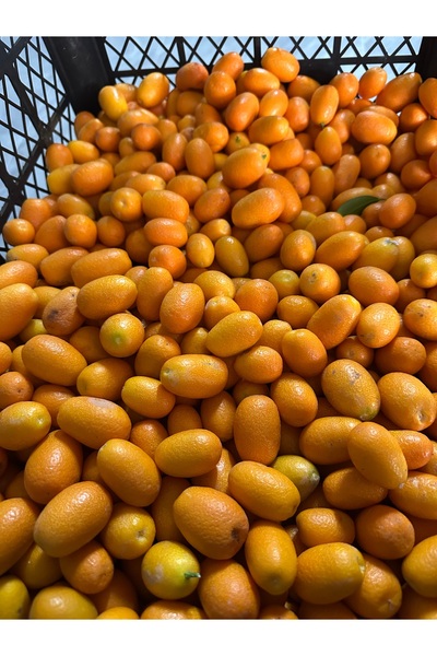 ALANYADAN TROPİKAL 1 Kg Kamkat - Kumkuat -kumkat Alanya Yerli Mahsül