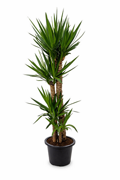 ERNAZ Yucca (Yuka) Dört Gövdeli | 160-180 cm Boy Dekoratif Tropikal Canlı Bitki