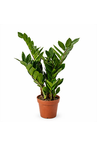 Ernaz Bitki Dünyası Yeşil Zamia Zeze Çiçeği (Zamioculcas) 40-50 Cm | Hava Tem...