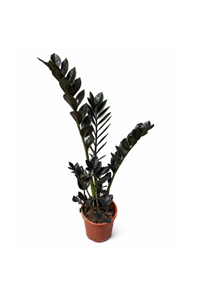 Ernaz Bitki Dünyası Siyah Zamia Zeze Çiçeği (Zamioculcas) 70-80 Cm Boy | Hava...