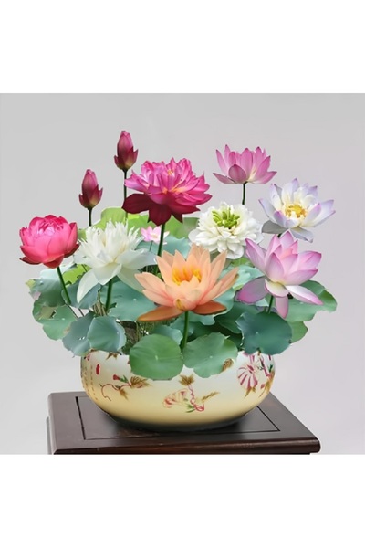 prestijiseed 6 Adet Tohum Lotus Çiçeği Karışık Japon Su Zambağı Kase Lotus Çi...