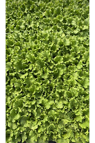 Kağan Fide Market Kıvırcık Marul Fidesi 300 ADET ( 1 Koli )