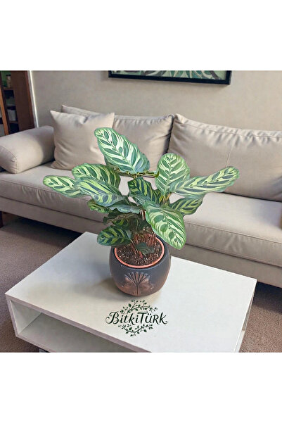 BitkiTÜRK Kabartmalı Beton Saksıda İthal CALATHEA Dua Çiçeği|BitkiTÜRK Tasarım