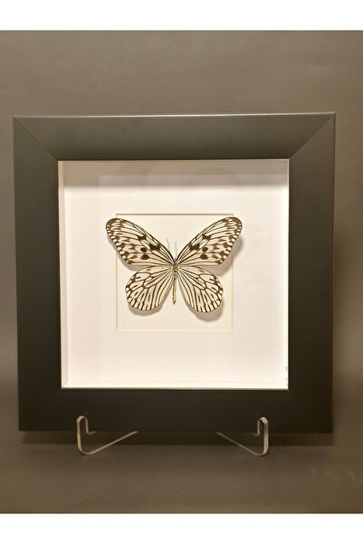 ankabutterfly Anka Butterfly Gerçek Kelebek Tablosu (Id. leuconoe Butterfly -...