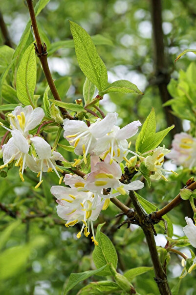 FİDANKÖY Köy Ağaç Hanımeli kış hanimelisi Yoğun Kokulu komşu çatlatan