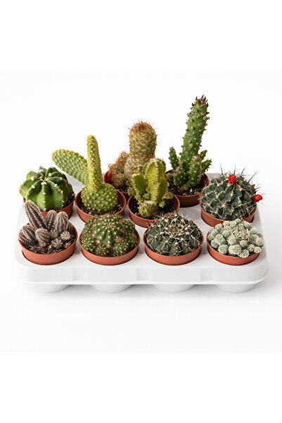 Ernaz Bitki Dünyası Kaktüs Seti 10 Adet Karışık | Dekoratif Dayanıklı Canlı B...