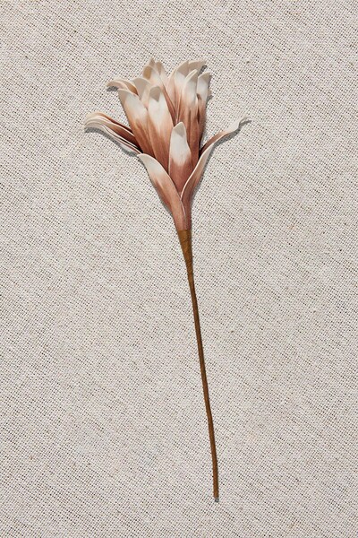 Paşabahçe Yıldız Çiçeği 90 cm Kahverengi