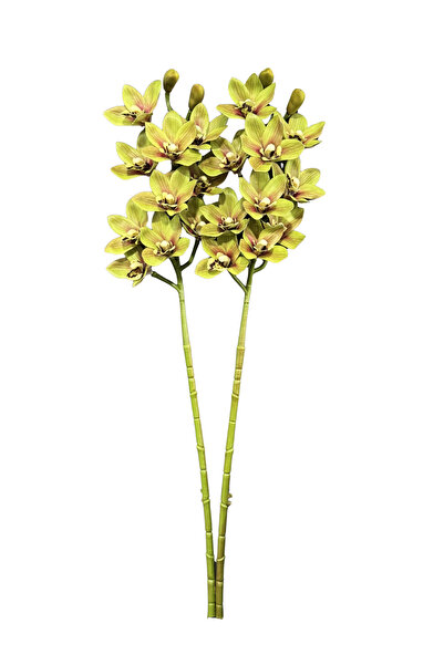 Lara Decor Yeşil 2'li Sipidyum Orkide Demeti
