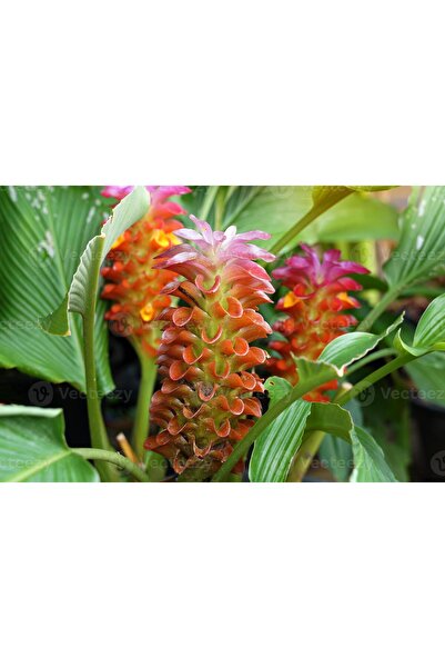 ATLANTE CACTUS Curcuma sessilis Gage - “Vahşi Zerdeçal”