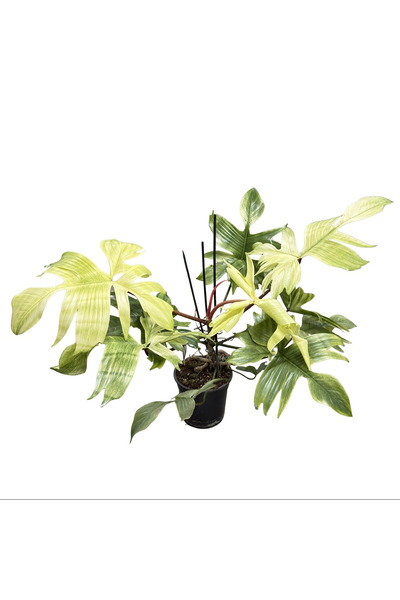Betonish Philodendron 'Florida Ghost'