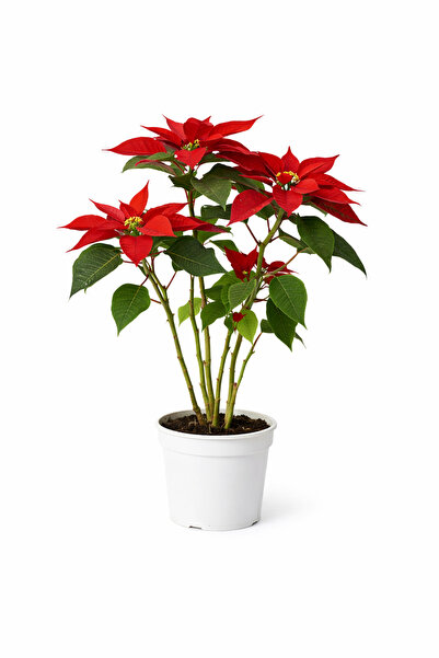 A&N Florya Vadi Büyük Boy 60 Cm Atatürk Çiçeği – Kırmızı Poinsettia Canlı Sal...