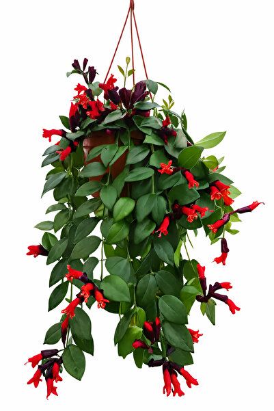 Ernaz Bitki Dünyası Ruj Çiçeği (Aeschynanthus) Askılı Saksıda | Sarkıcı Dekor...