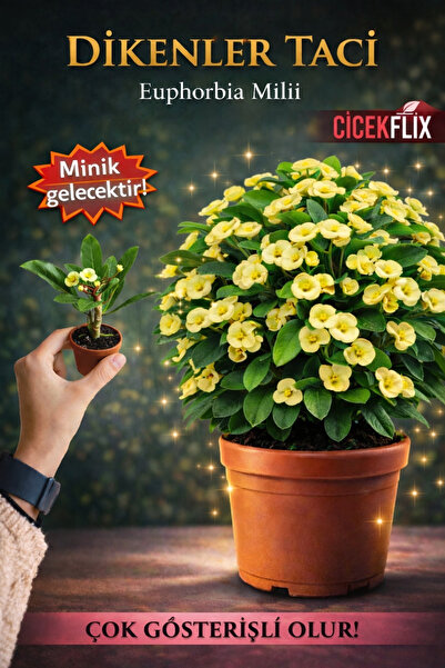 ÇİÇEKFLİX Euphorbia Milii Dikenler Tacı Çiçekli Sarı Kaktüs 1.kalite Özel Ürün