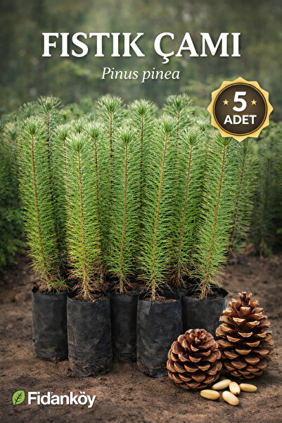 FİDANKÖY Fıstık Çamı Tüplu 5 adet