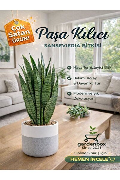 serada decor & plant Yeşil Kılıç Çiçeği Bol Köklü 40-60 Cm Iç Mekan Bitkisi (...