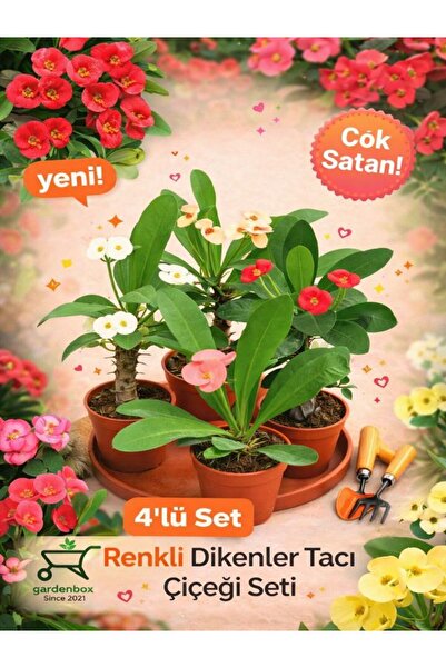 Bitkim Sende Videolu Milli Dikenler Tacı (15-25 CM) Saksılı 4 Adet Farklı Ren...