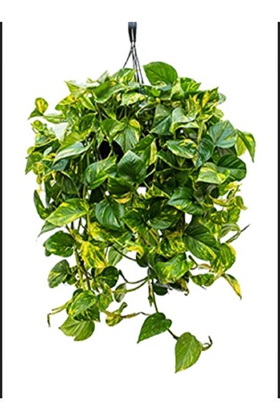 İthal Çiçekçilik Salon Sarmaşığı Pothos Çiçeği Patos Çiçeği