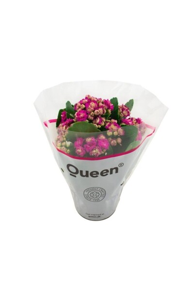Peyzaj Burada Online Bahçe Market Kalanchoe (Emel Hanım) Çiçeği Fidanı Fuşya ...