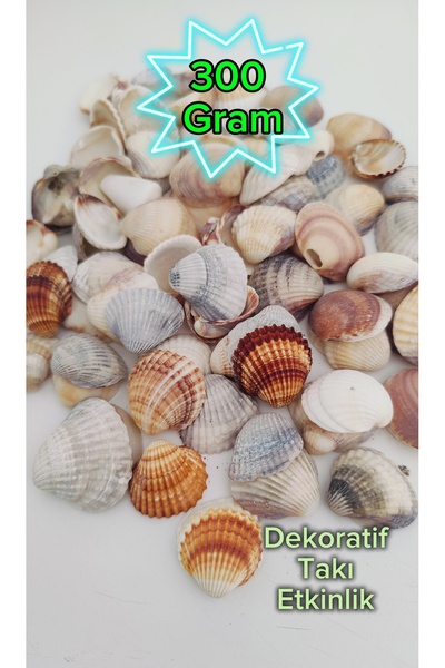 iDekor (300 gr) Doğal Deniz Kabuğu 2–5cm Hobi-Dekor–Takı Yapımı, Rüzgar çanı,...