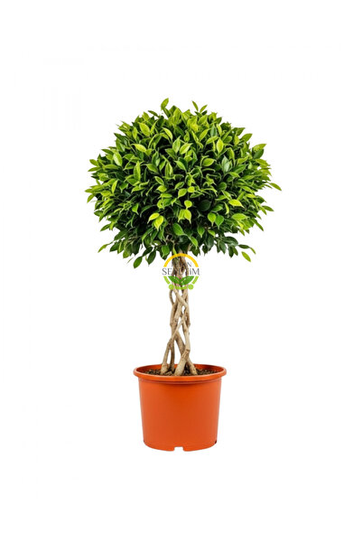 FİDAN SEPETİM Ficus Benjamin Bitkisi Kafes Örgülü 100-120cm