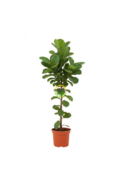 FİDAN SEPETİM Keman Yapraklı Kauçuk Bitkisi 'Ficus Lyrata' 100cm