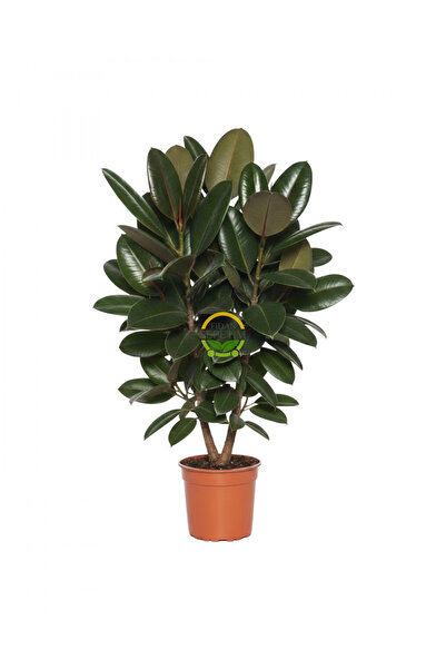 FİDAN SEPETİM Kauçuk Çiçeği 2 Gövdeli 80-100cm