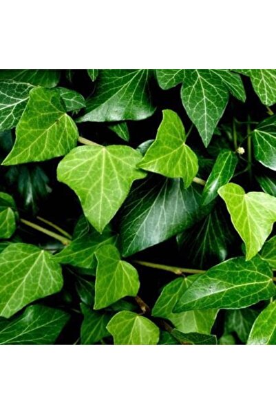 Hilal Garden Yeşil Yapraklı Sarmaşık Fidanı 10-20 cm Hedera Helix