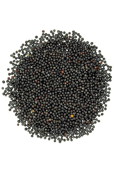 RENGARENK Premium Kanola (Rapiska) Tohumu 1 Kg