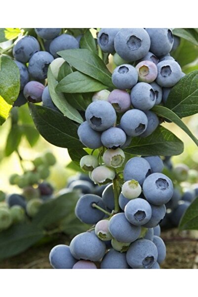 bitkifidan 3 Yaş Bluecrop Yaban Mersini Fidanı