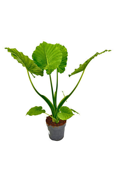 Ernaz Bitki Dünyası Alocasia Macrorrhizos (Fil Kulağı) 60-70 cm Boy | Canlı D...