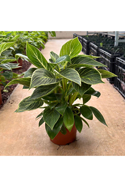 philodendron red heart Philodendron 'Red Heart'