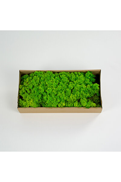trendbahce Reindeer moss SPRİNG green şoklanmış norveç yosunu (250GR)