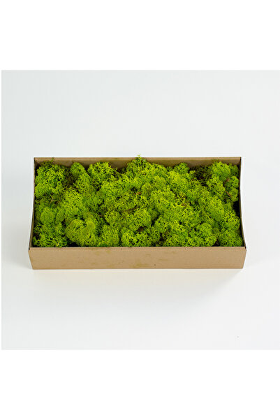 trendbahce Reindeer moss LİME green şoklanmış norveç yosunu (250GR)